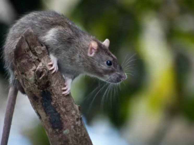 Relâchement des rongeurs en nature